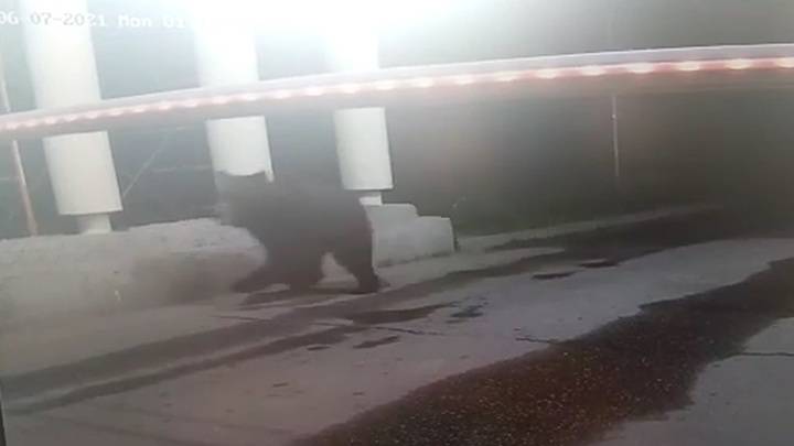 Медведя, разгуливавшего в Подмосковье, сняли на видео