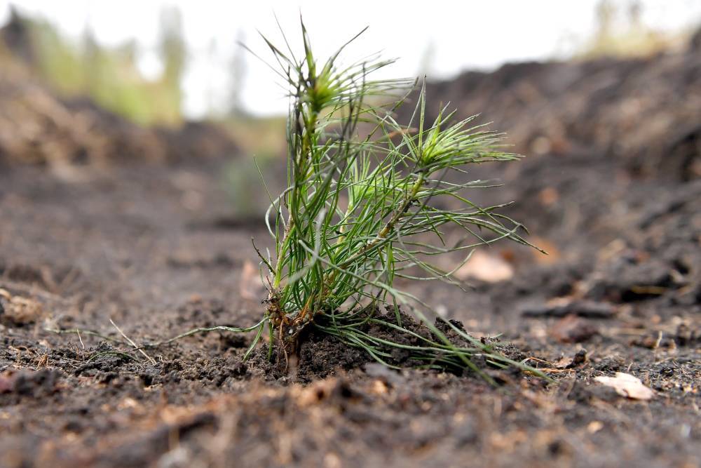 Карачаево-Черкесия досрочно выполнила годовой план по высадке леса