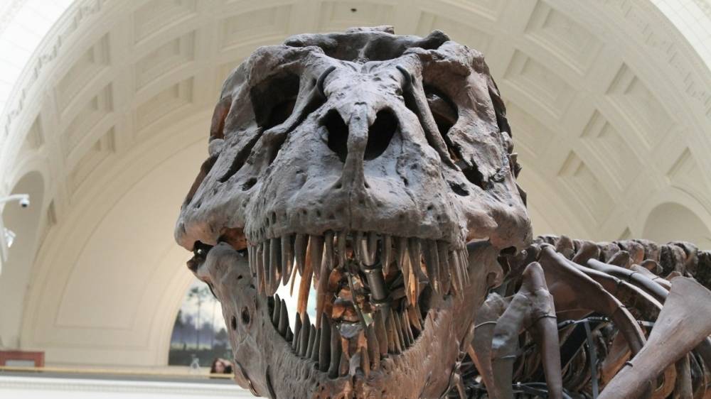 Ученые из Австралии исследовали скелет крупнейшего динозавра на Земле
