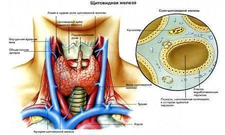 ​Каша для щитовидной железы