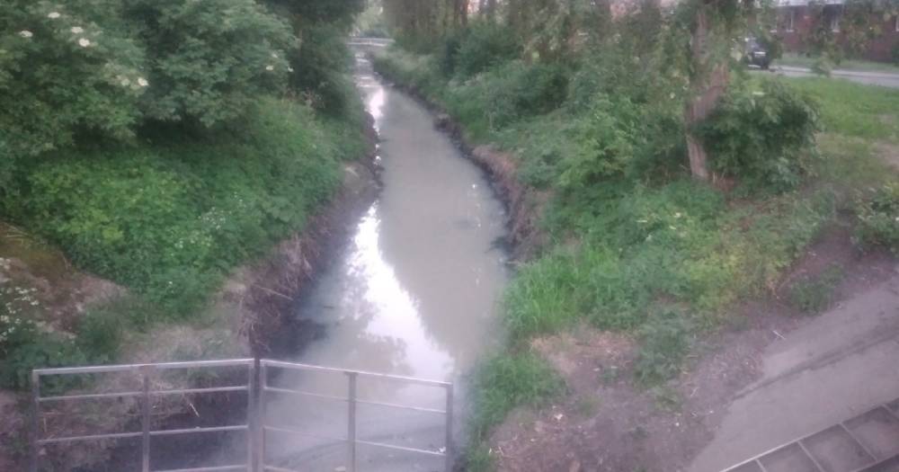 Мутная вода и зловоние: в Калининграде снова сбрасывают стоки в ручей Лесной
