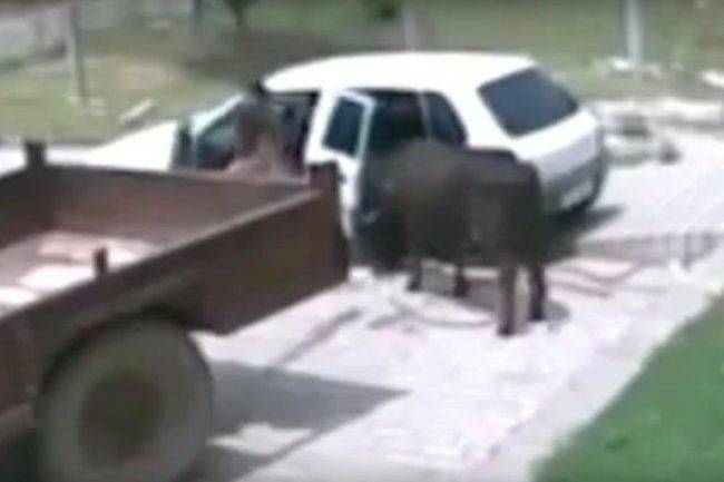 Видео: похититель сумел втиснуть корову в салон малолитражки