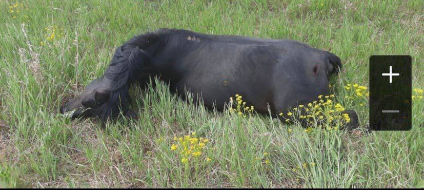 В Башкирии неизвестный водитель сбил лошадь с жеребенком и скрылся с места ДТП