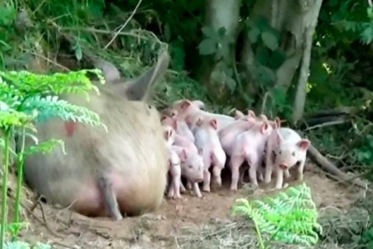 Спасла от бойни: в Британии свинья сбежала с фермы и родила в лесу десять поросят