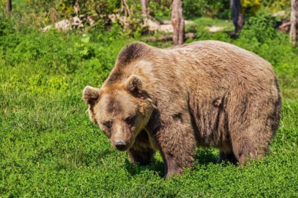В Хабаровском крае медведь раскопал могилы
