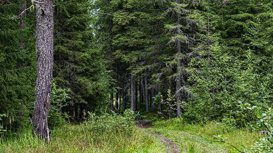 В лесах Подмосковья в июне потерялись около 30 человек