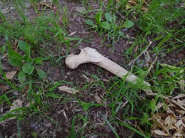 В "Зеленой роще" Екатеринбурга снова нашли человеческие кости