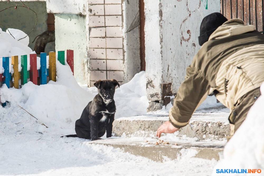 Южно-Сахалинск ищет отловщиков бездомных собак и кошек