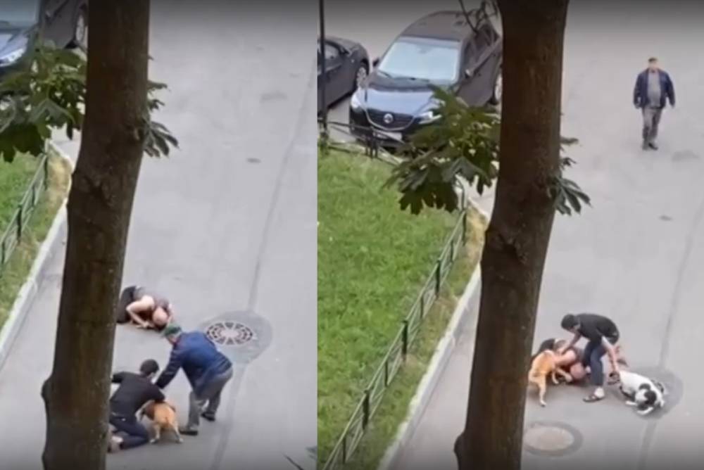 В Петербурге мужчина пострадал, закрывая свою собаку от 2 стаффордширских терьеров
