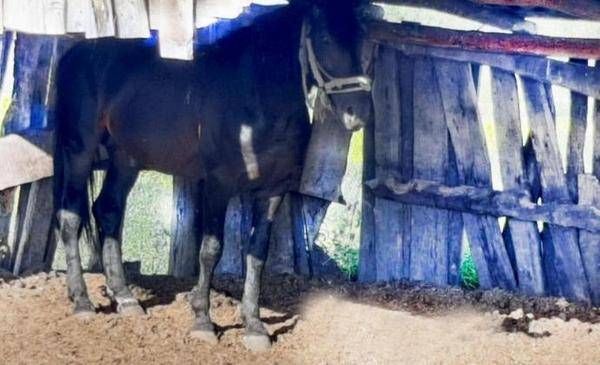 В Тюменской области мужчина украл из загона коня и бросил его в лесу
