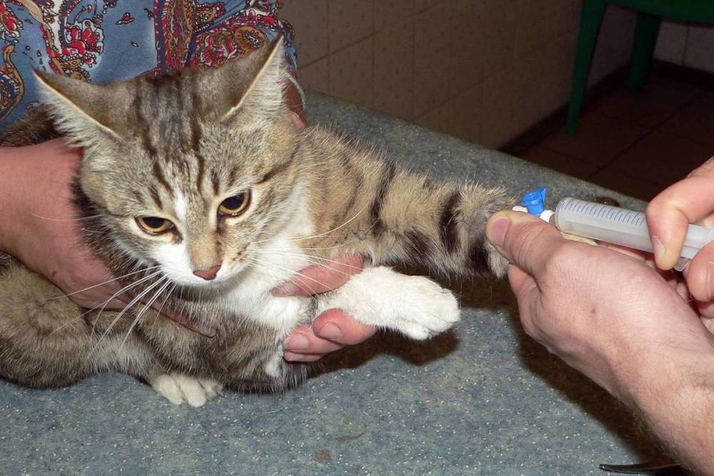 Кошки могут заразиться COVID-19 через постель хозяина