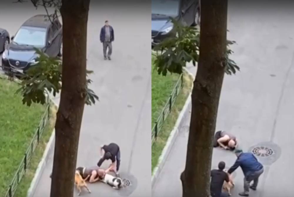 В МВД впервые прокомментировали инцидент с участием двух бойцовских собак