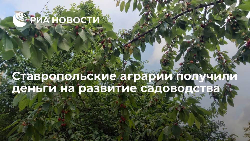 Ставропольские аграрии получили деньги на развитие садоводства