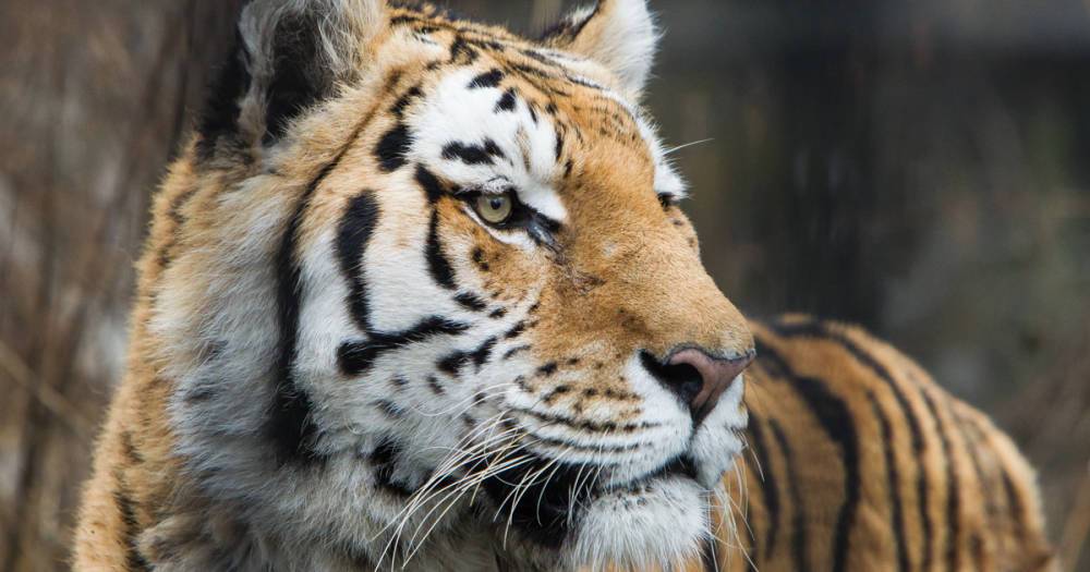 «Старичок вполне бодр для своего возраста»: в калининградском зоопарке тигру Тайфуну исполнилось 20 лет