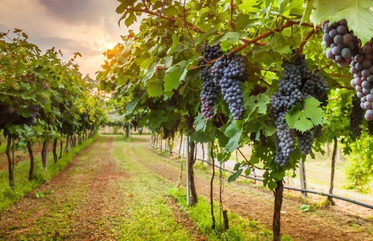 Опытные садоводы делятся советами по выращиванию винограда