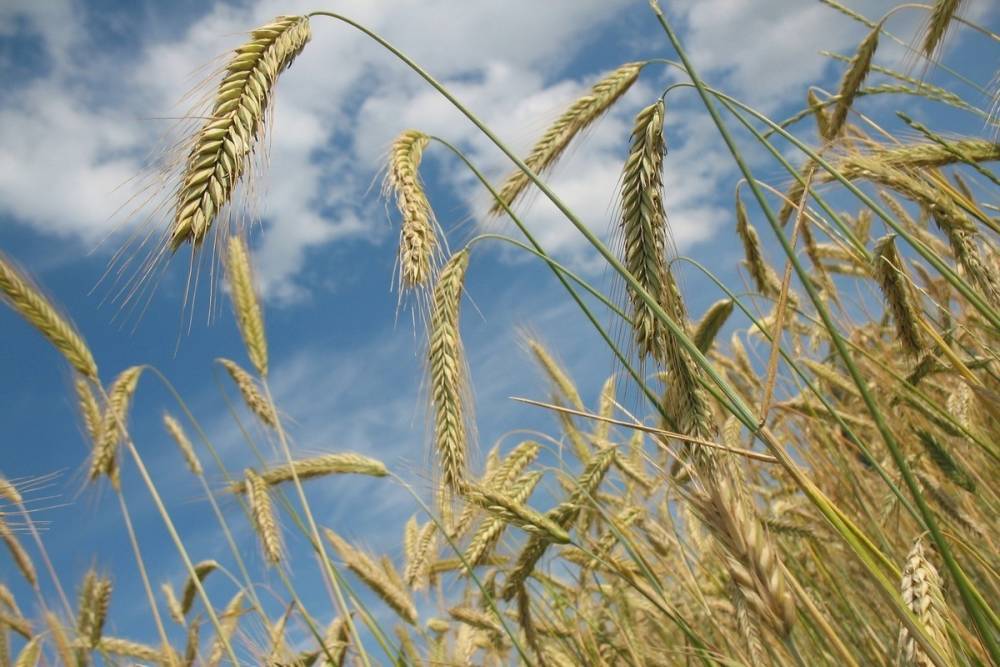 На Украине пожаловались на зерновое проклятье
