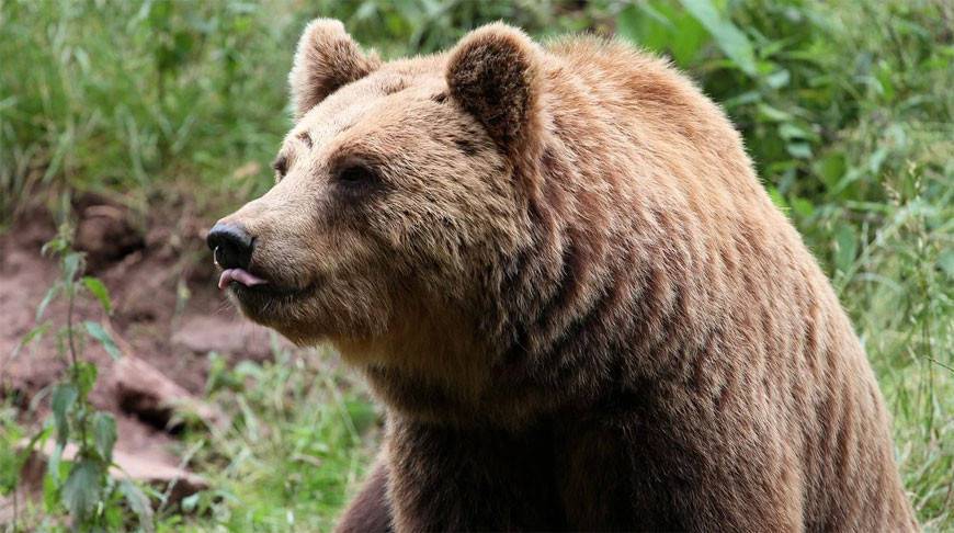 Медведь напугал туристов, которые остановились для отдыха - животное просто хотело сахара! (Видео)