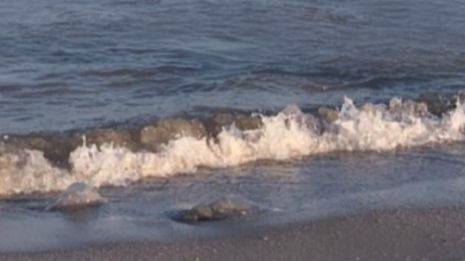 «Медузы объявили нашествие»: как выглядит побережье Азовского моря в разгар сезона. ФОТО