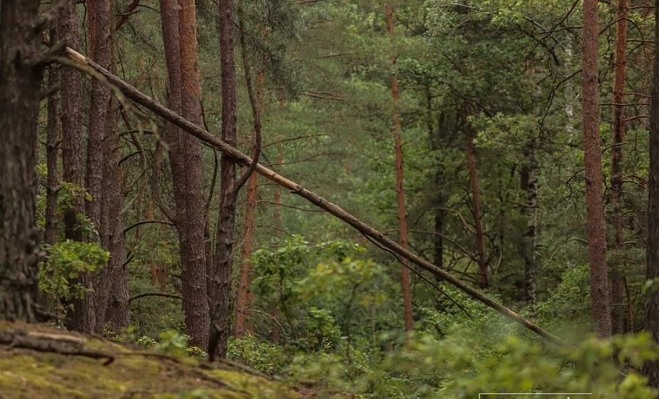 Запреты и ограничения на посещение лесов действуют в 72 районах Беларуси
