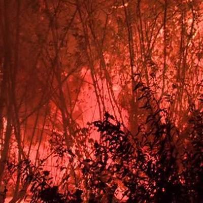 Режим ЧС введен в Тольятти из-за крупного лесного пожара