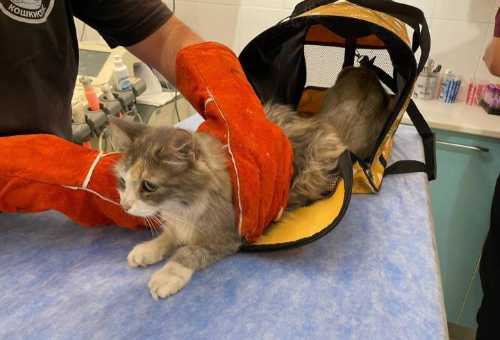 Петербурженка "по велению вселенной" заперла кошку на раскалённом балконе без еды и воды