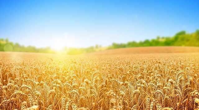 «Из министерства проводили матом»: Горбань рассказал, почему Украине пришлось закупать пшеницу в России