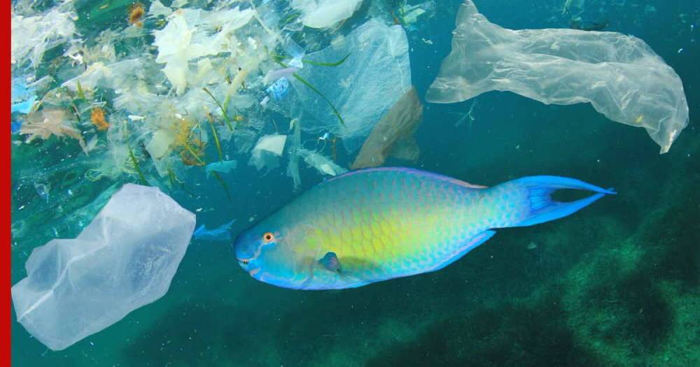Новый способ борьбы с пластиковым мусором предложили в Японии