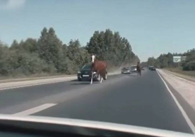 В районе Полян очевидцы засняли лошадей, выбежавших на дорогу