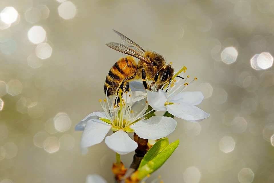 Медики назвали полезные свойства пчелиной пыльцы для здоровья человека