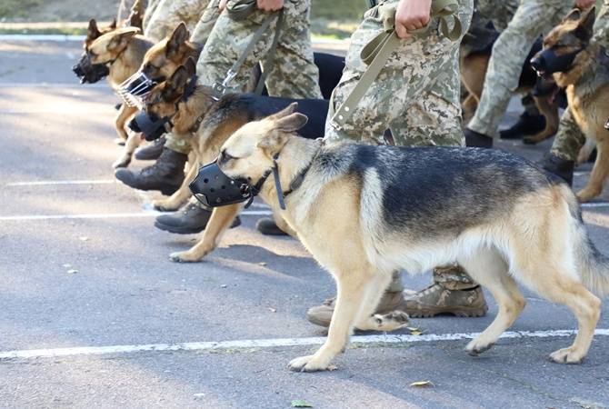 На параде ко Дню независимости Украины впервые пройдут служебные собаки
