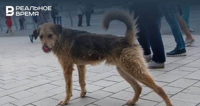 В Челнах начали отлавливать бездомных собак и диких лисиц