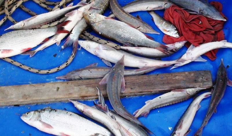 На реке Иртыш задержан рыбный браконьер с осетром из Красной книги РФ