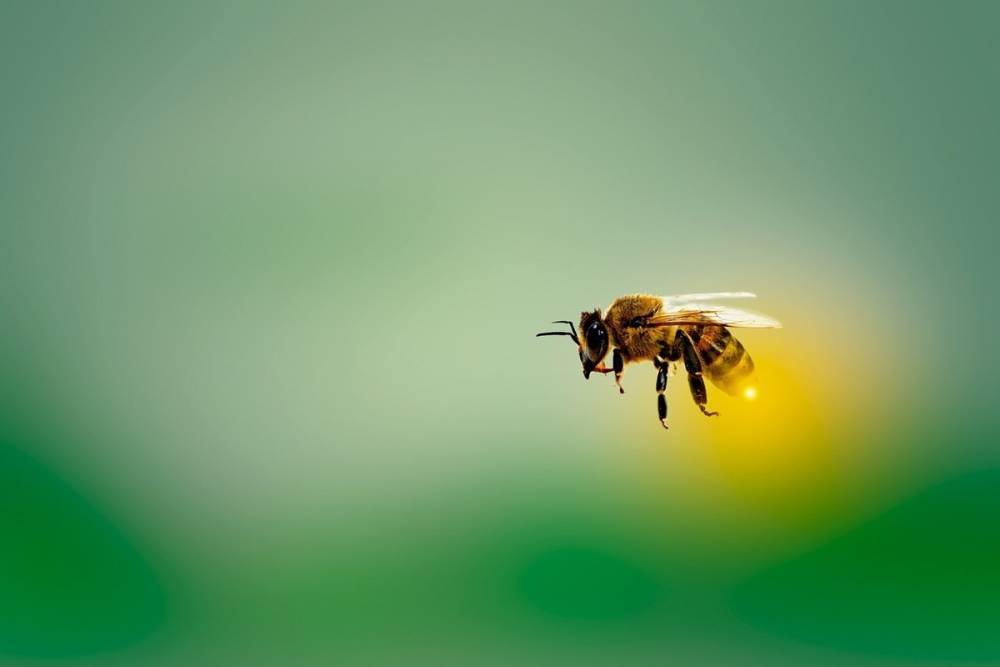 В Удмуртии пчела спровоцировала массовое ДТП с 10 пострадавшими