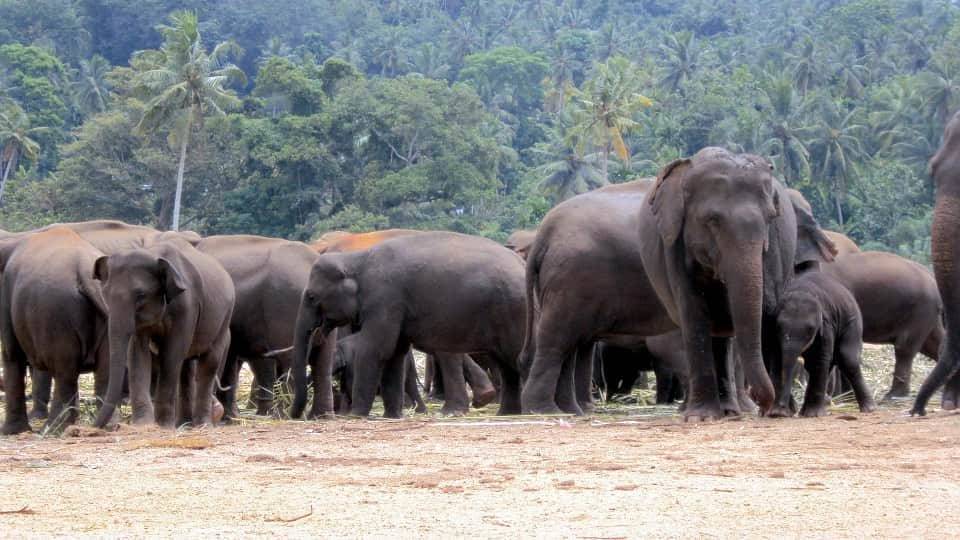 Появилось новое видео со слонами путешественниками из Китая и мира