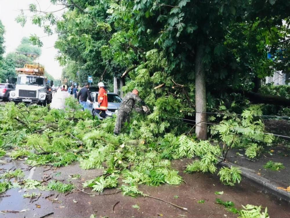 В Житомире из-за ветра и сильного ливня повалены деревья и подтоплены улицы. На мужчину упало дерево
