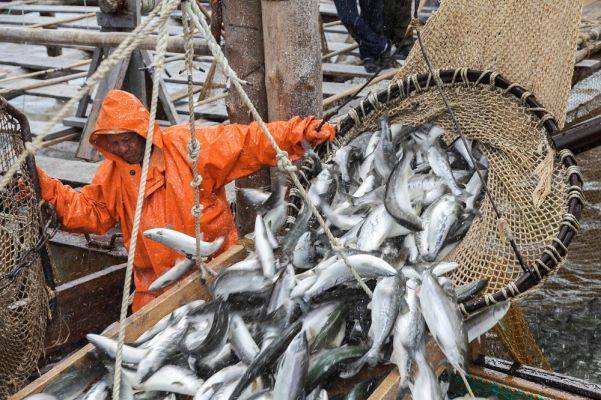 Иностранцев попросят «на выход» из российских рыбодобывающих компаний