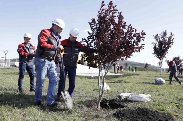 РМК в 2021 году высадила свыше 108 тысяч деревьев и цветов