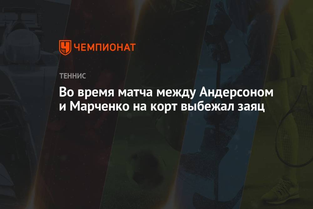 Во время матча между Андерсоном и Марченко на корт выбежал заяц