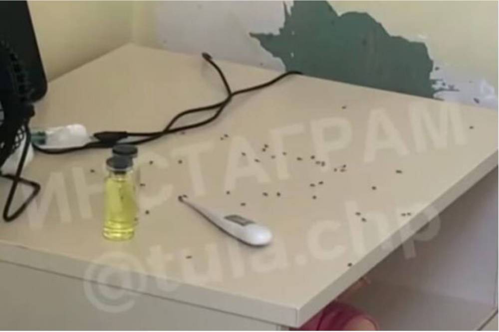 «Полчища муравьев» : Минздрав Тулы начал проверку после видео из детской инфекционной больницы – Учительская газета