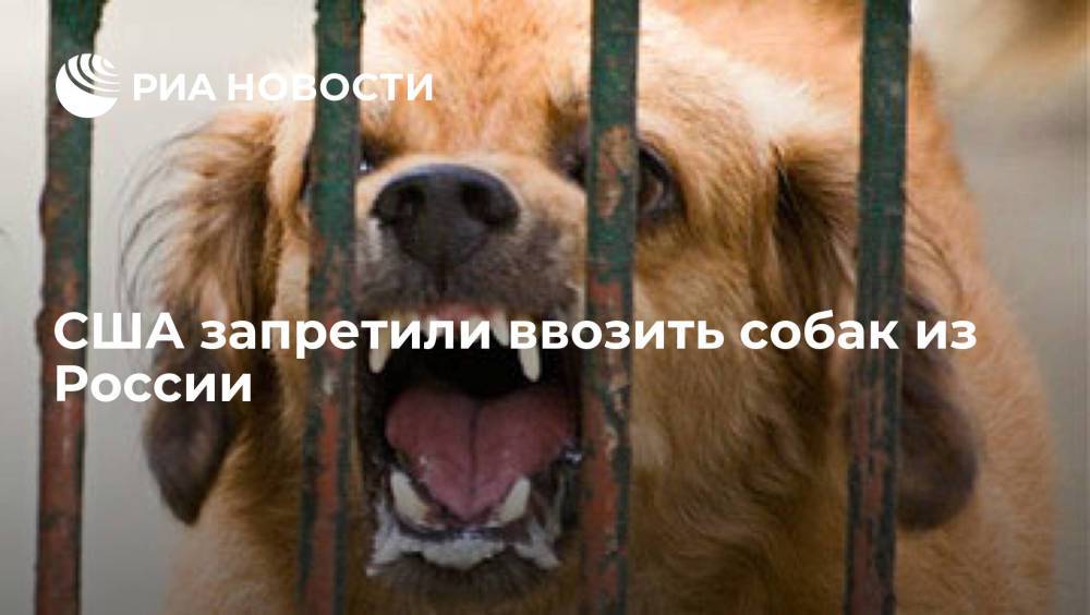 США вводят временный запрет на ввоз собак из 113 стран мира, включая Россию