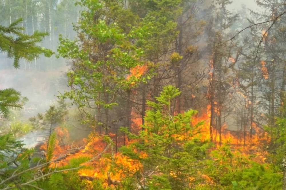 Более 1,3 млн га леса загорелись в Якутии