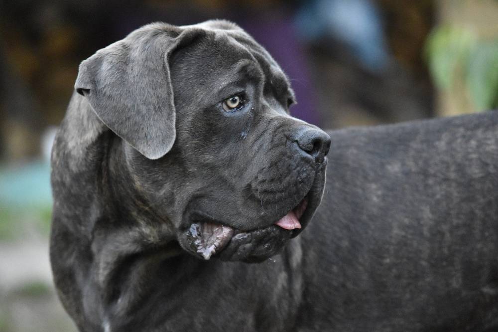 Власти США ввели временный запрет на ввоз собак из России