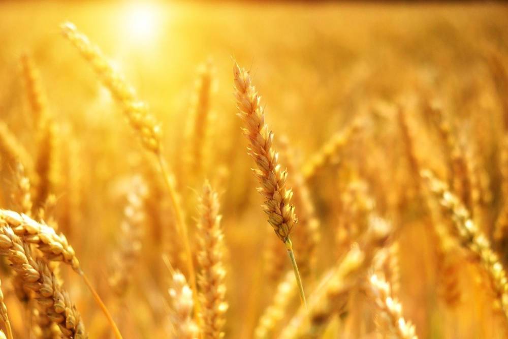 Летом в ЛНР планируют собрать урожай зерновых с площади 115 000 га