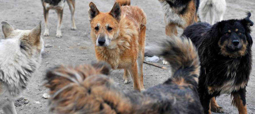 В Петрозаводске началась «охота» на бездомных собак