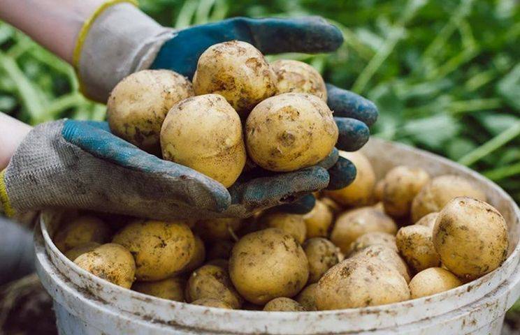Эти советы помогут правильно вырастить большой урожай картофеля