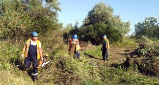 Активисты заявили о вырубке деревьев в Волго-Ахтубинской пойме