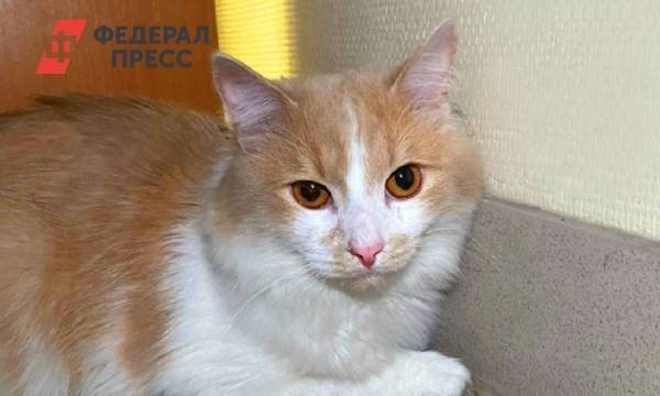 Пассажирка бросила кота в аэропорту Екатеринбурга