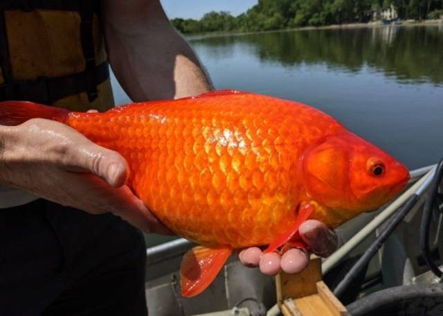 Курьез: В США рыбак поймал настоящую золотую рыбку (ФОТО)