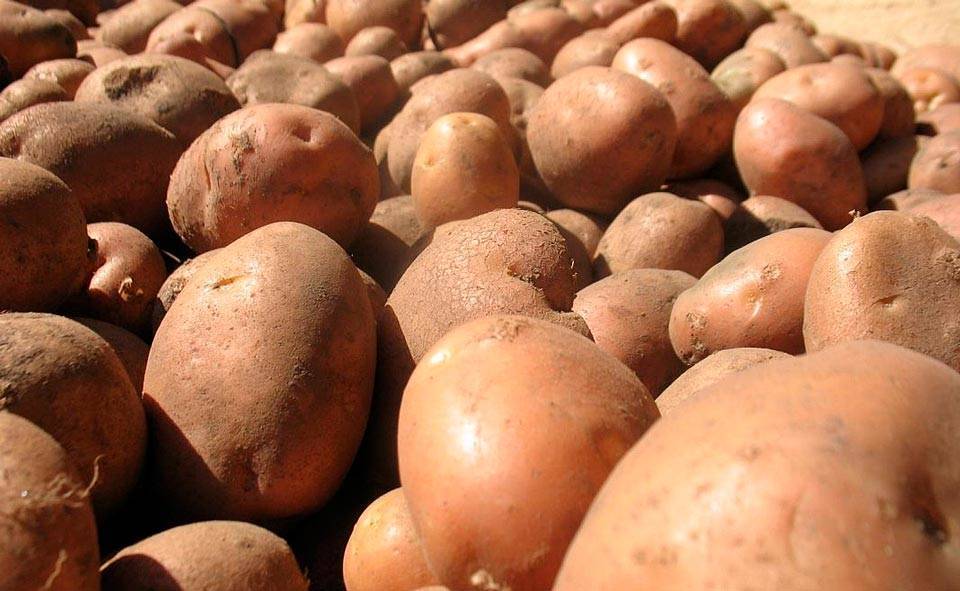 В Узбекистане намерены увеличить урожайность производимого картофеля как минимум на 30%