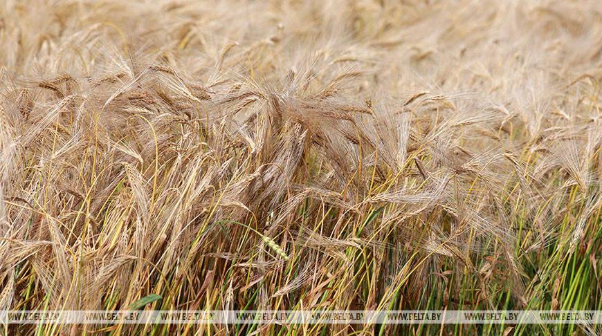 Аномальная жара повлияла на ранний старт массовой уборки зерновых в Брестской области